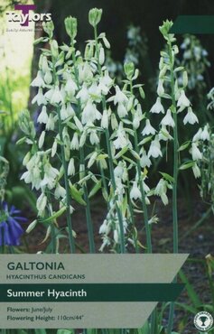Galtonia (Hyacinthus Candicans)