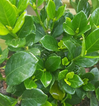 Gardenia Kleims Hardy 3 litre - image 1