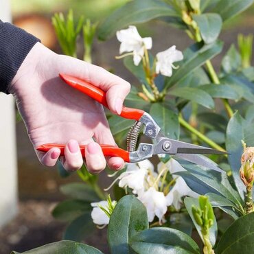 Garden Snips