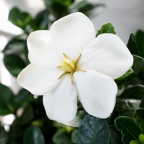 Gardenia jasminoides Kleim's Hardy 3 Litre