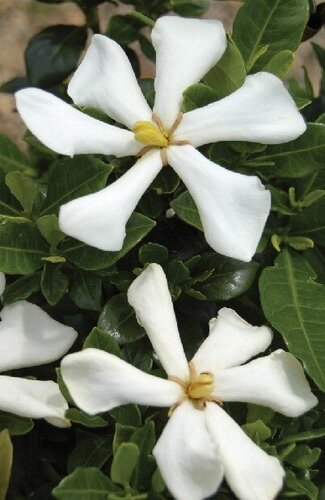 Gardenia jasminoides Pinwheel 4.6 Litre - image 1