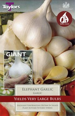 Garlic Elephant x 2