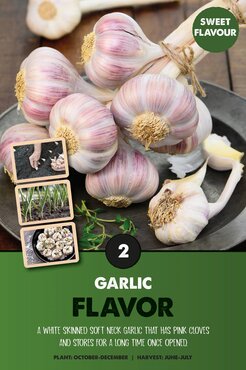 Garlic Flavor