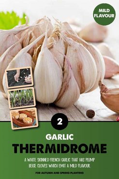 Garlic (Thermidrome)