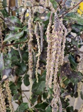 Garrya Elliptica James Roof 3 Litre