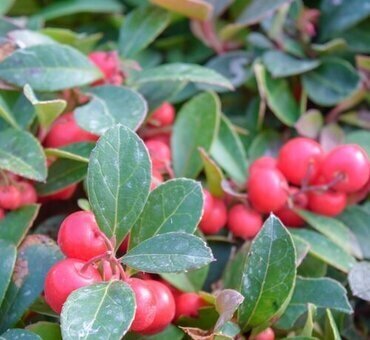 Gaultheria Big Berry 10.5cm - image 1