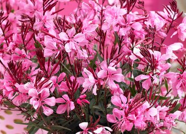 Gaura Belleza Pink 2 Litre