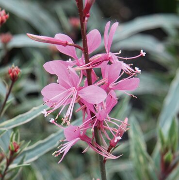 Gaura Gambit variegata Rose 3 Litre