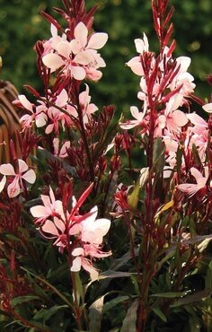 Gaura Gaudi Medium Pink 3 Litre