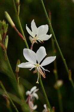 Gaura Gaudi Medium White 3 Litre