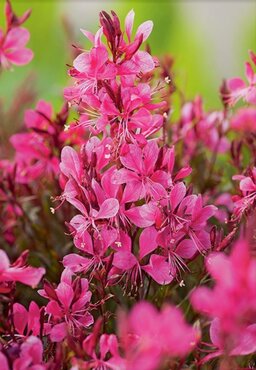 Gaura Gaudi Red 2 Litre