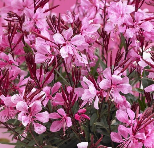 Gaura Gaudi Rose 2 Litre