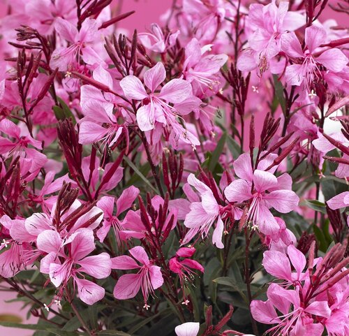 Gaura Gaudi Rose 3 Litre