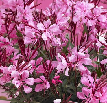 Gaura Gaudi Rose 3 Litre