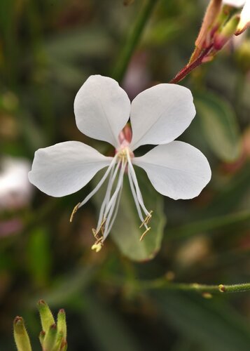 Gaura lindheimeri Ellure 2 Litre