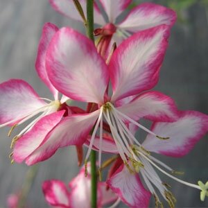 Gaura lindheimeri Freefolk Rosy 2 Litre