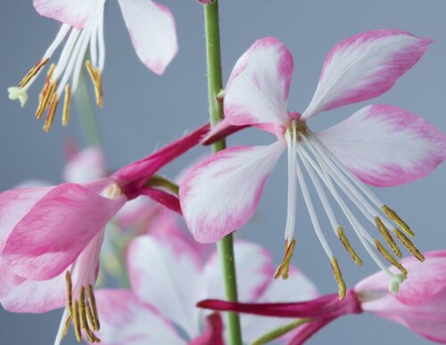 Gaura Rosy Jane 2 Litre