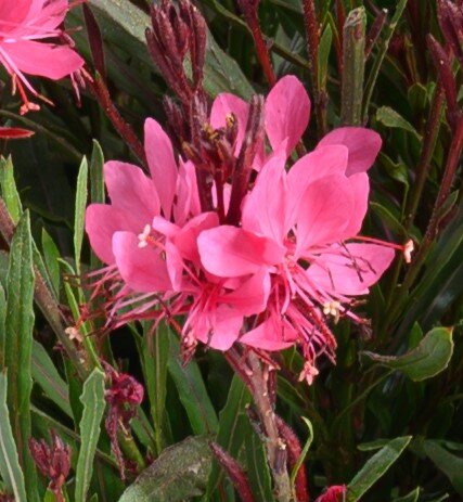 Gaura Steffi Blush Dark Rose 2 Litre