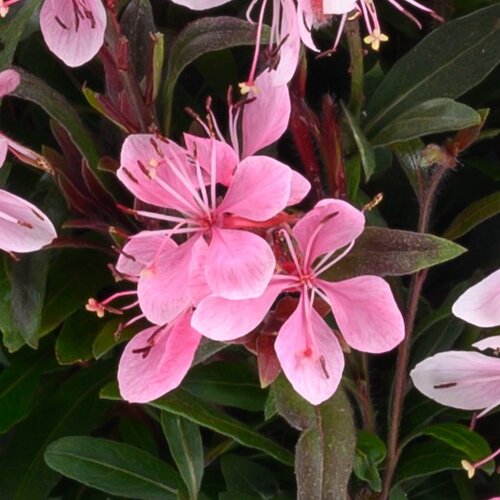 Gaura Steffi Blush Pink 2 Litre