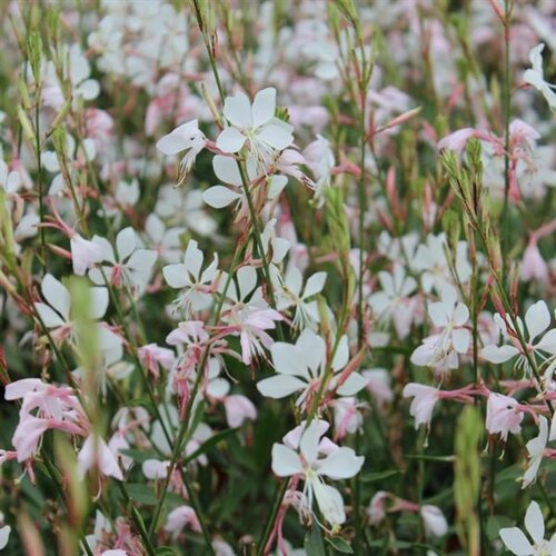 Gaura Steffi Blush White 2 Litre