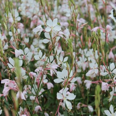 Gaura Steffi Blush White 2 Litre