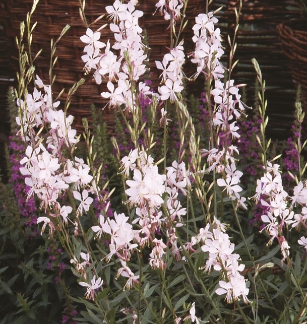 Gaura Whirling Butterflies 3 Litre Stewarts Garden Centre