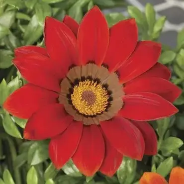 Gazania Big Gazoo Red with Ring Jumbo 6 Pack