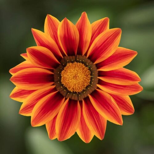 Gazania Big Kiss Orange Flame Jumbo 6 Pack