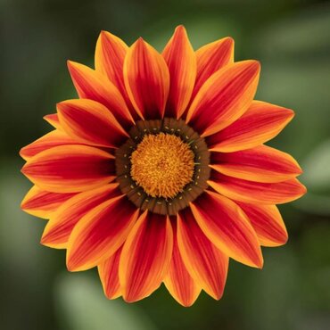 Gazania Big Kiss Orange Flame Jumbo 6 Pack