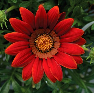 Gazania Big Kiss Red 2 Litre