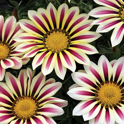 Gazania Big Kiss White Flame 1 Litre