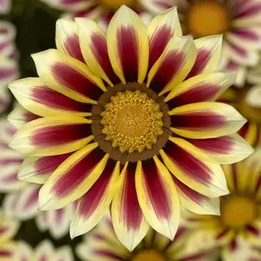 Gazania Big Kiss White Flame Jumbo 6 Pack