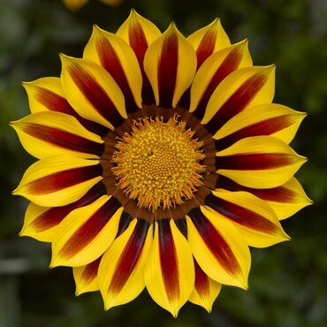 Gazania Big Kiss Yellow Flame 2 Litre