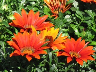 Gazania Bronze Six Pack