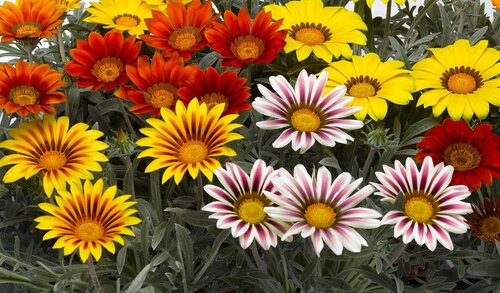 Gazania Frosty Kiss Six Pack