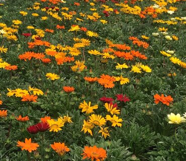 Gazania Gazoo Mixed 1 Litre