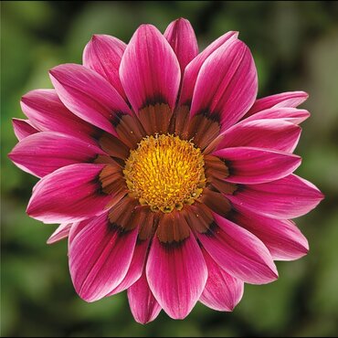 Gazania Kiss Rose Jumbo 6 Pack