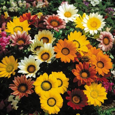 Gazania Mix 6 Pack