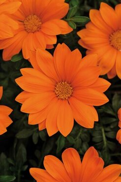 Gazania Orange 1 Litre