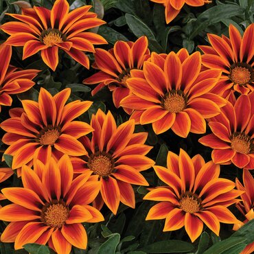 Gazania Orange Flame 1 Litre