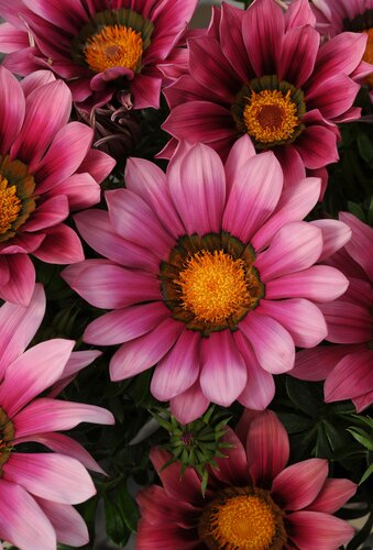 Gazania Pink Shades 1 Litre