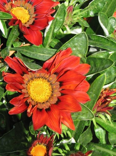 Gazania Red Six Pack