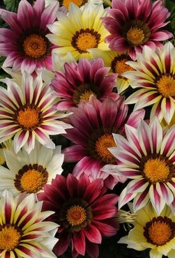 Gazania Strawberry Sundae Jumbo Six Pack