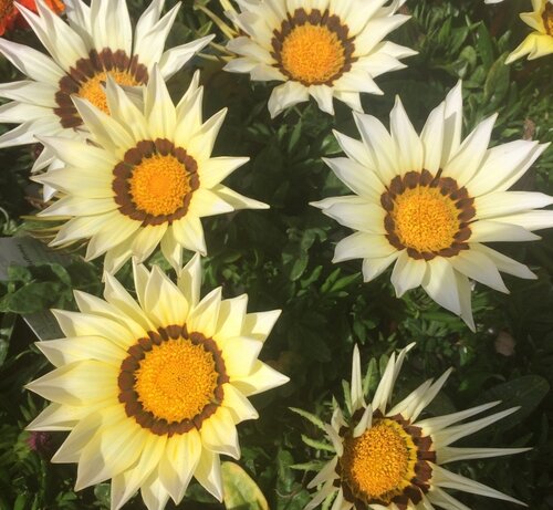 Gazania White Six Pack