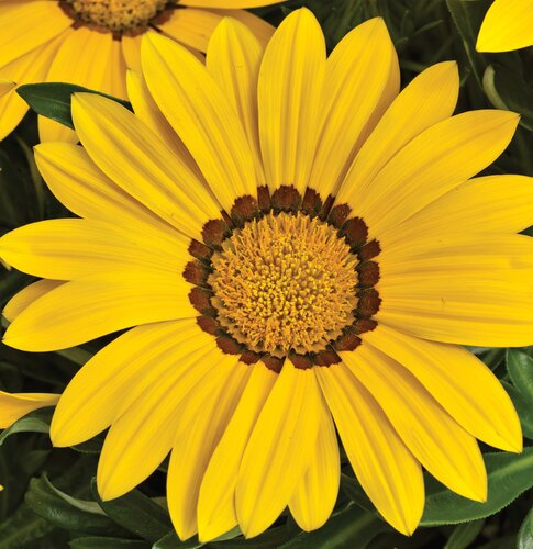 Gazania Yellow Jumbo Six Pack