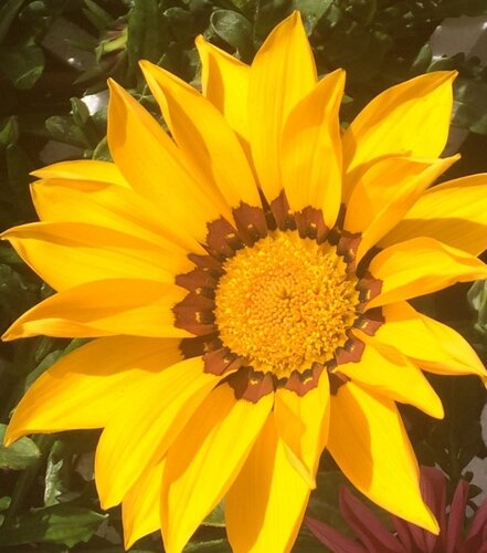 Gazania Yellow Six Pack