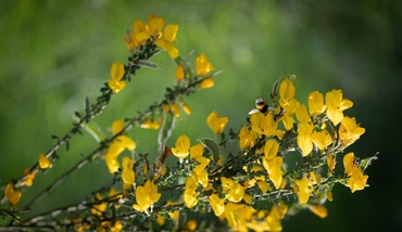 Genista Lydia 3 Litre