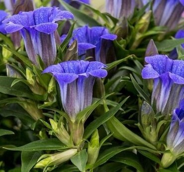 Gentiana 13cm