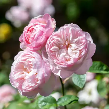 Gentle Hermione Shrub Rose 6 Litre