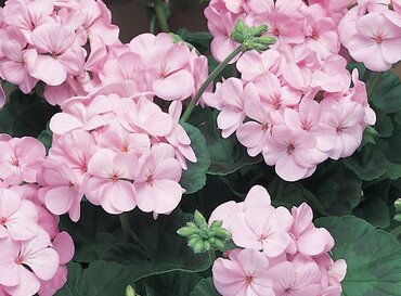 Geranium Appleblossom Six Pack